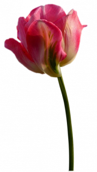 Tubes png tulipes