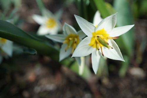 Tulipa turkestanica