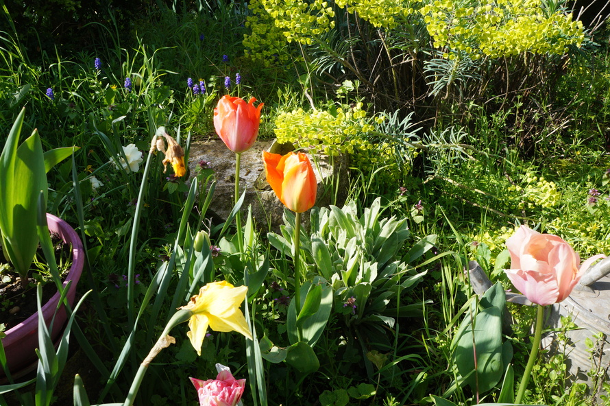 «La fête à la tulipe»