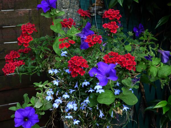 un bonus ...des tiges de fleurs qui reprenaient , je les ai rassemblée dans cette supension , un charmant mélange de pétunia bleu , de verveines rouge ,de lobélia bleue clair ..