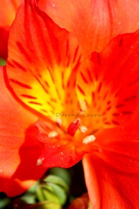 Hémérocalles ou Lis d'un jour - Zoom sur la fleur
