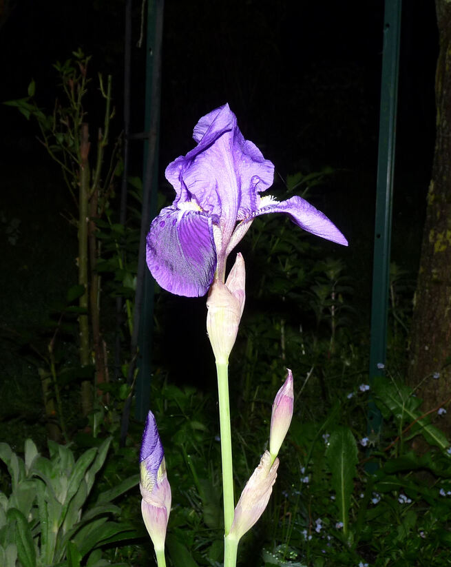 La beauté des iris et le parfum du lilas