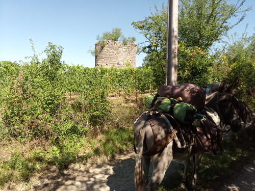 Les grandes oreilles en Corrèze, jour 5, 6 et 7