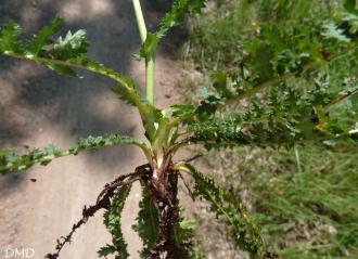 Filipendula vulgaris - filipendule commune