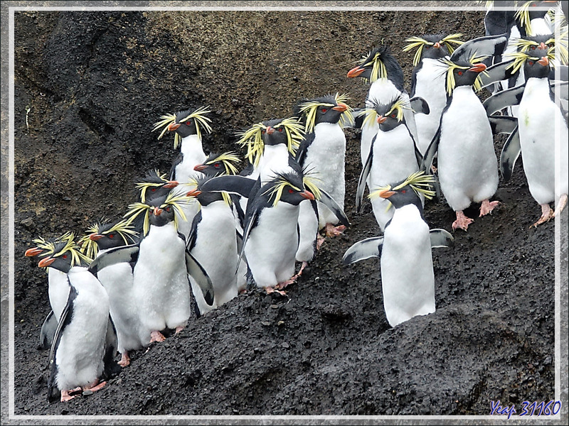 Le High Peak (365 m) surplombant "The Huts" et une colonie de Gorfous de Moseley - Nightingale Island - Tristan da Cunha