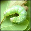 LEPIDOPTERES - Chenilles. 