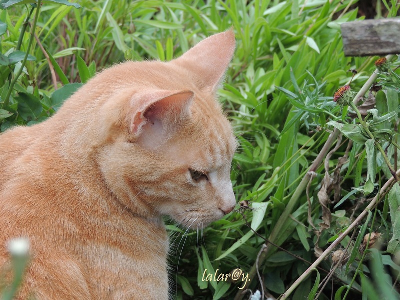 Caramel a un petit frère !....... 