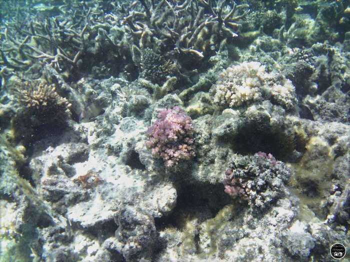 Le fond de l'océan Indien, prés du rocher de Cristal, l’île Maurice