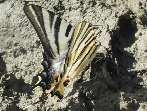 (Insectes) Papillons