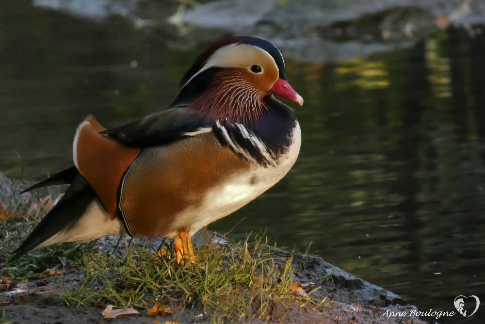 Mandarin