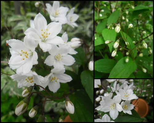 Quelques floraisons blanches !