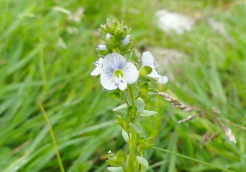 Fleurs bleues