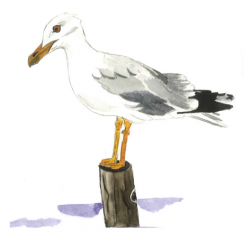 Lizie et la carapace multicolore suite