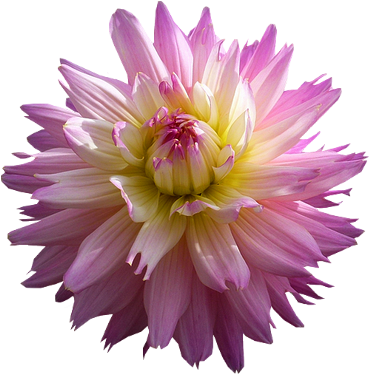 Tubes PNG de fleurs