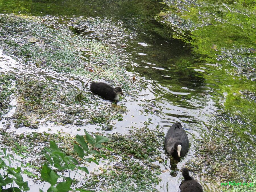 le parc de la Boulaize à Beaune - 6