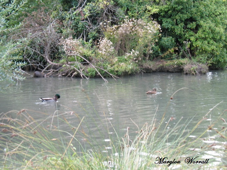 Colmar : Sur les rives de la Lauch 1/2