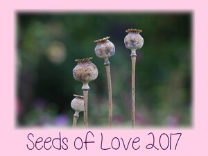 Seeds of Love : Portrait de Vétérans : Isabelle