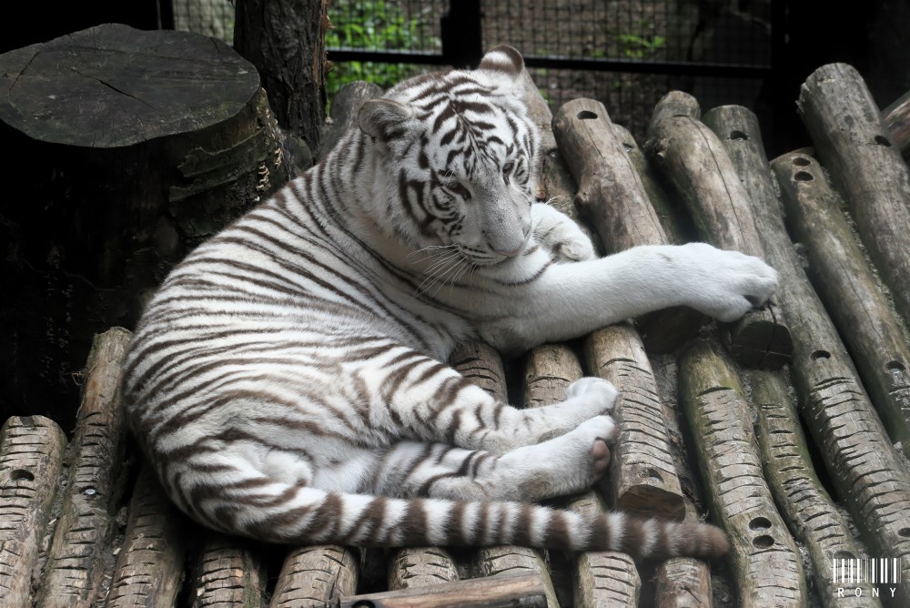 Tigre Blanc