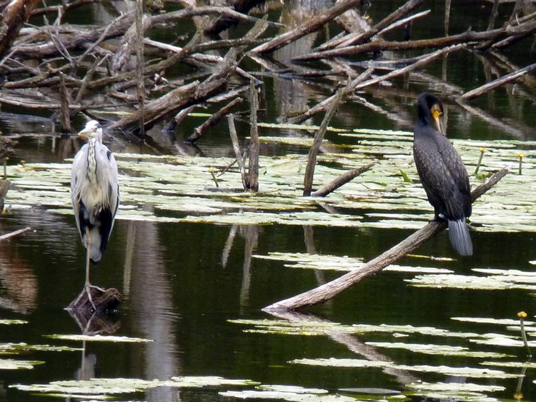 Héron et cormoran