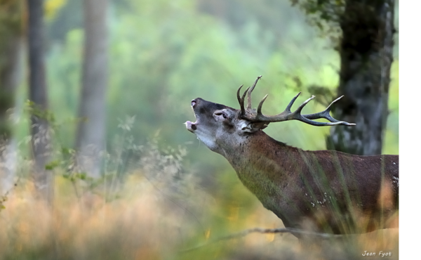 Jean Fyot photographe naturaliste