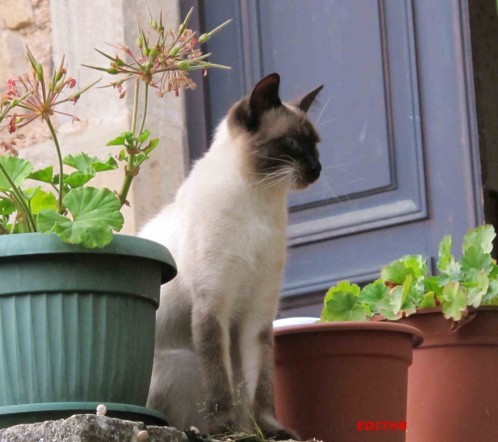 chat aveyron