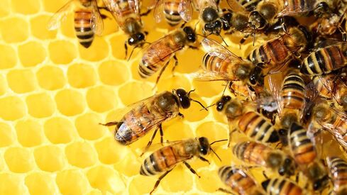 Près de 40 % de notre alimentation (fruits, légumes, oléagineux) dépend de l'action fécondatrice des abeilles.