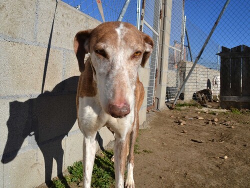 Des galgos et podencos au caractère en or toujours au refuge