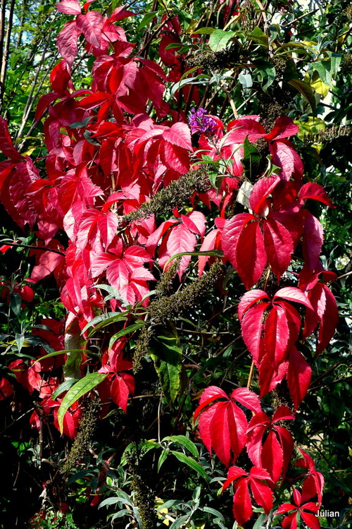 Les feuilles rouges de la vigne vierge