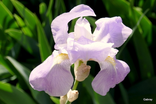 Mes iris bleus du jardin 