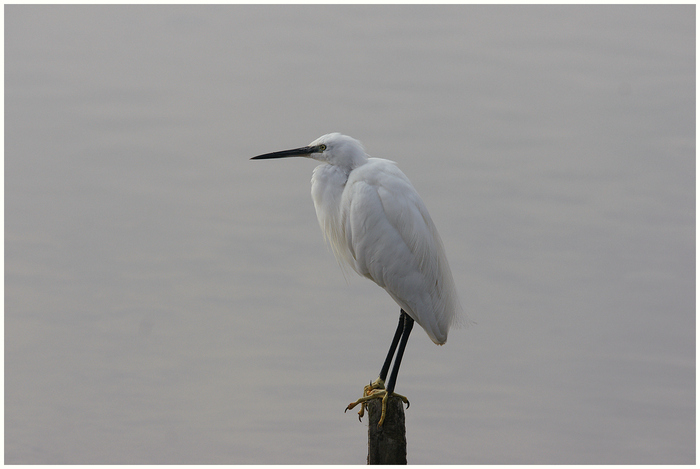 aigrette garzette