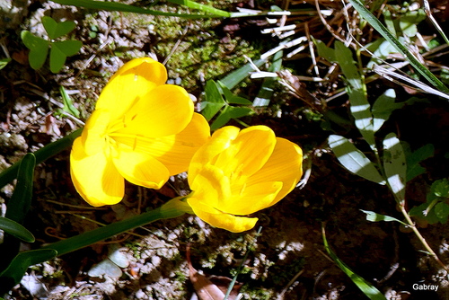 Mes crocus jaunes fleurissent