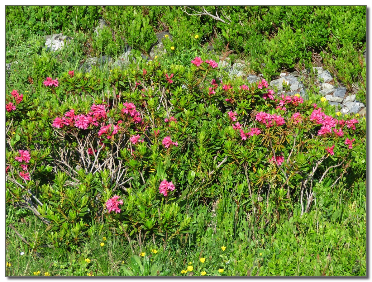 FLEURS  DE MONTAGNE   2021