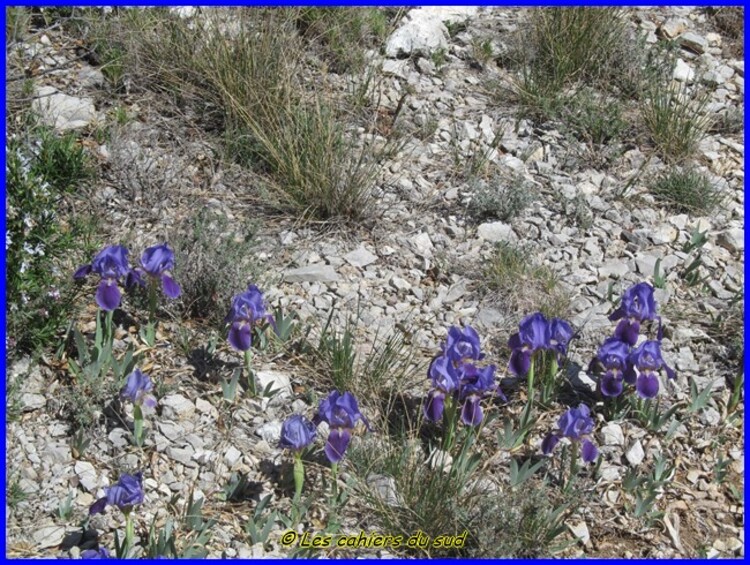 Monts de Gigondas, la dent du Turc