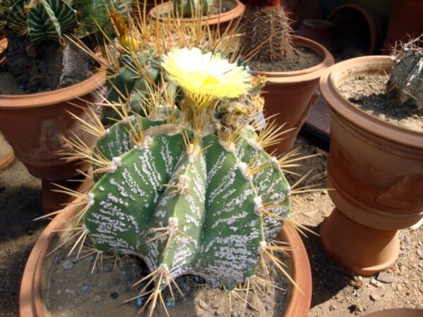 Jardin botanique de Palerme (les cactus)9c