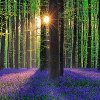 bluebells-blooming-hallerbos-forest-belgium-7
