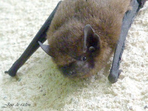 LA PIPISTRELLE COMMUNE