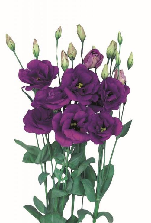 Fleurs cultivées  : Lisianthus