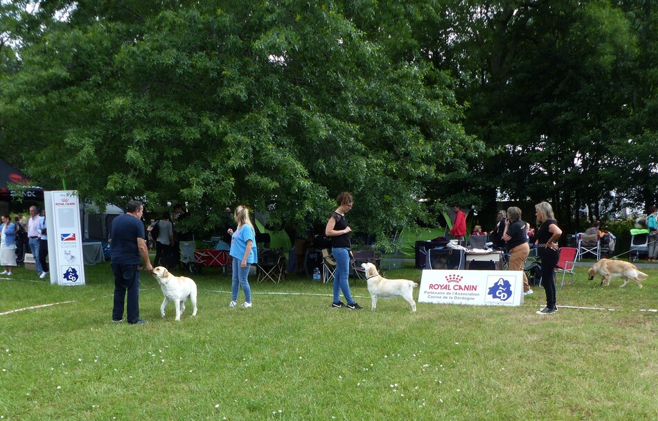 CACS Expo Périgueux 10 Juin 2023.