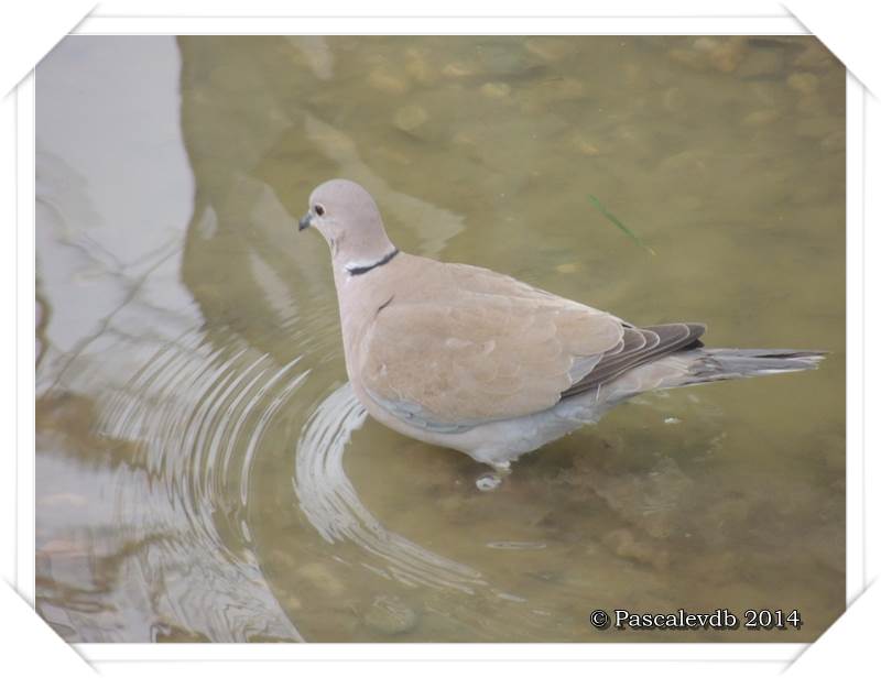 Les oiseaux de "mon" chemin - 4/9