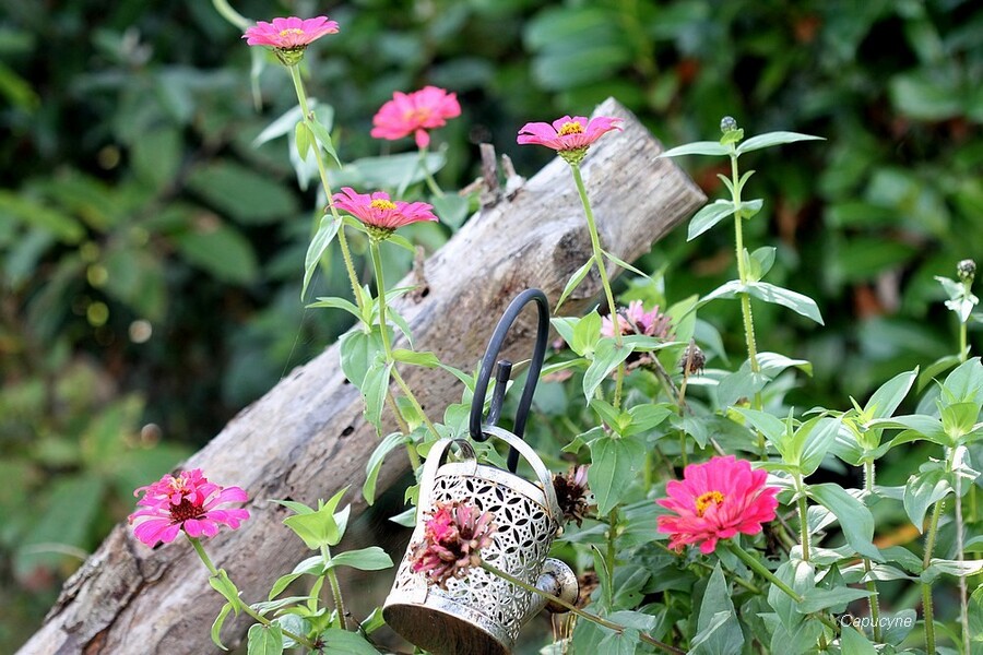 Mon jardin de Toussaint