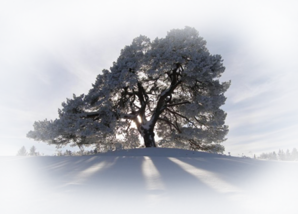 Paysage hivernale / 19