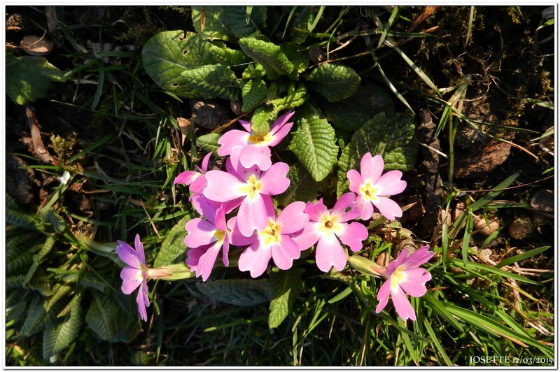 LES FLEURS APRES LA CATA......