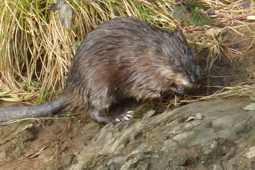 Brrr! Une grosse bêbête dans l'eau...