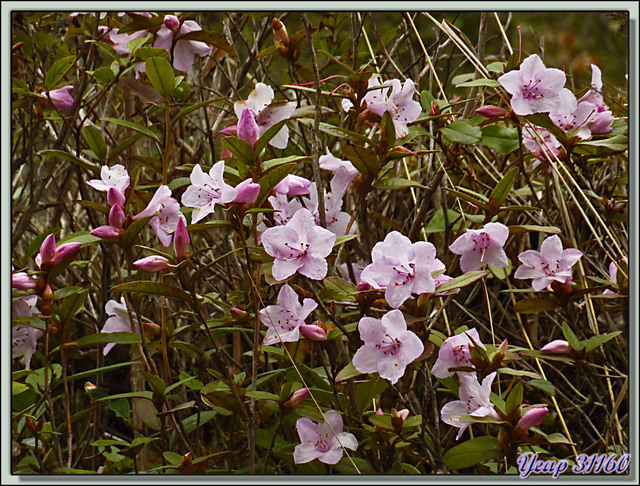 Blog de images-du-pays-des-ours : Images du Pays des Ours (et d'ailleurs ...), Rhododendron oleifolium (Rhododendron virgatum) - Chendebji - District de Trongsa - Bhoutan