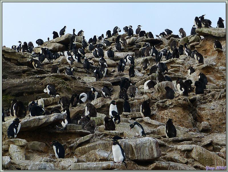 Les Gorfous sauteurs partagent leur falaise avec les Cormorans impériaux - Saunders Island - Falkland Islands, Iles Malouines, Islas Malvinas