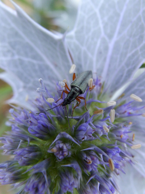 nature vendéenne