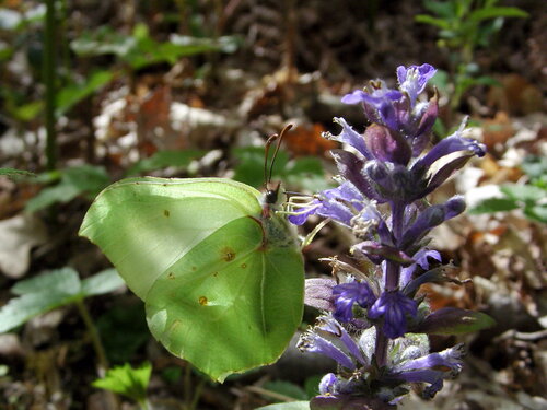 papillon citron