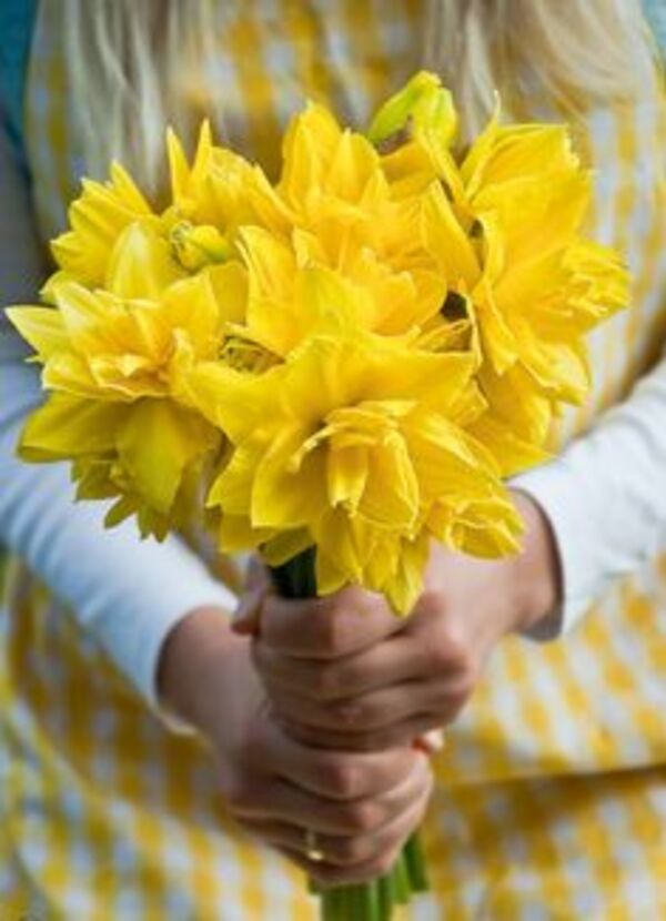 Couleur jaune - photos