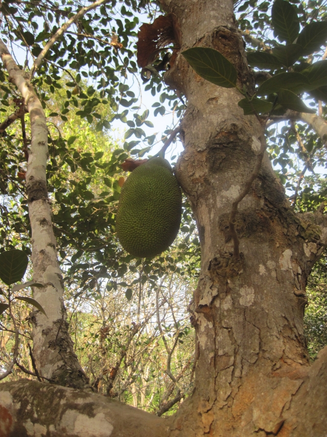 Togo Piste des Plateaux