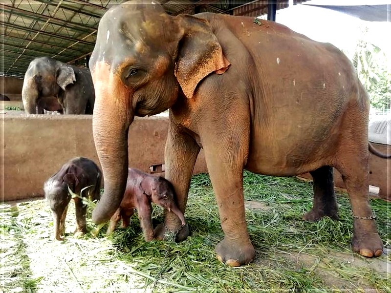  Éléphanteaux  jumeaux au Sri-Lanka